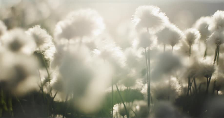 Arctic cottongrass backlit by the setting sun near the arctic circle