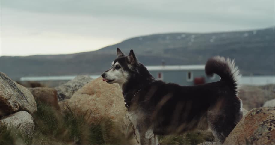 Happy siberian husky stands on a granite boulders barking while wagging its tail