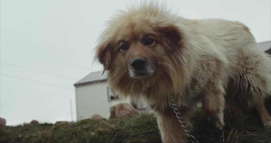 A white dog excited and playful in front of a house on Baffin Island
