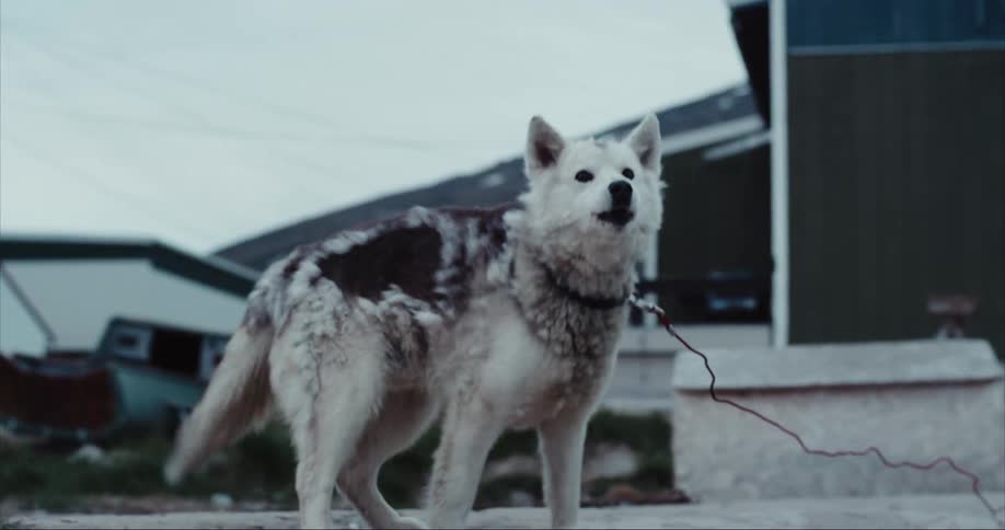 Happy siberian husky jumps with joy on Baffin Island