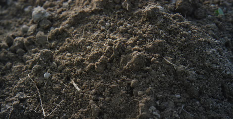 Small insects fly over dirt scattered with pebbles as grass moves in the breeze