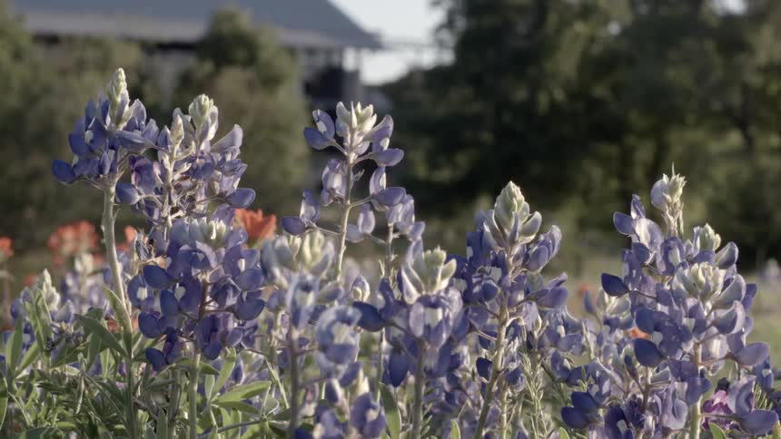 Blue flowers outside during the day