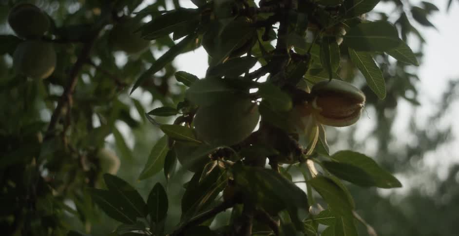 Rows of pistachio crops are on the farm
