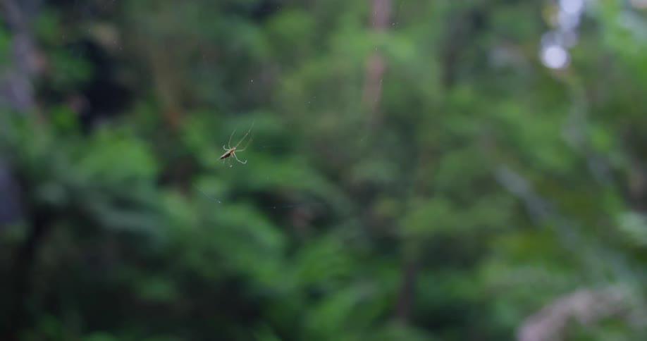 Spider spins web as it moves in the wind