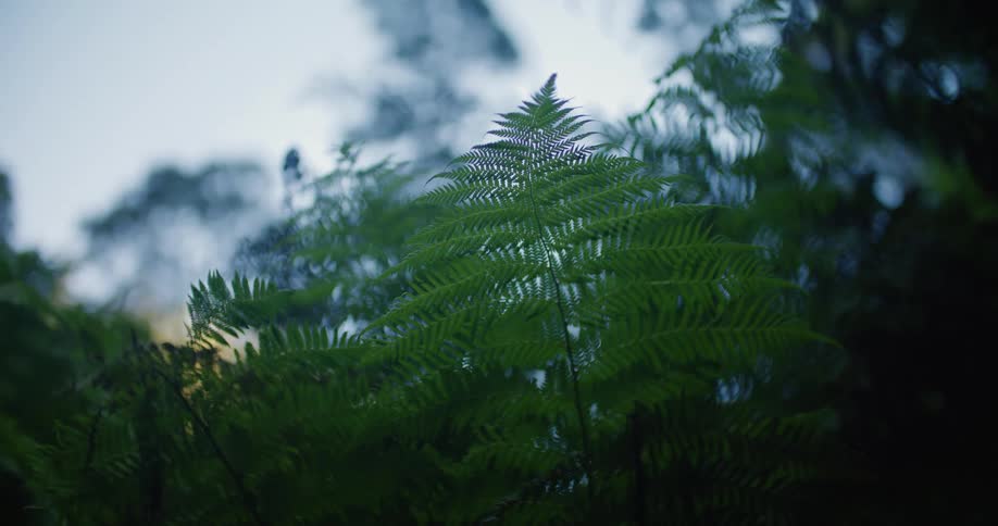 Some ferns are being filmed outdoors with the sky in the background
