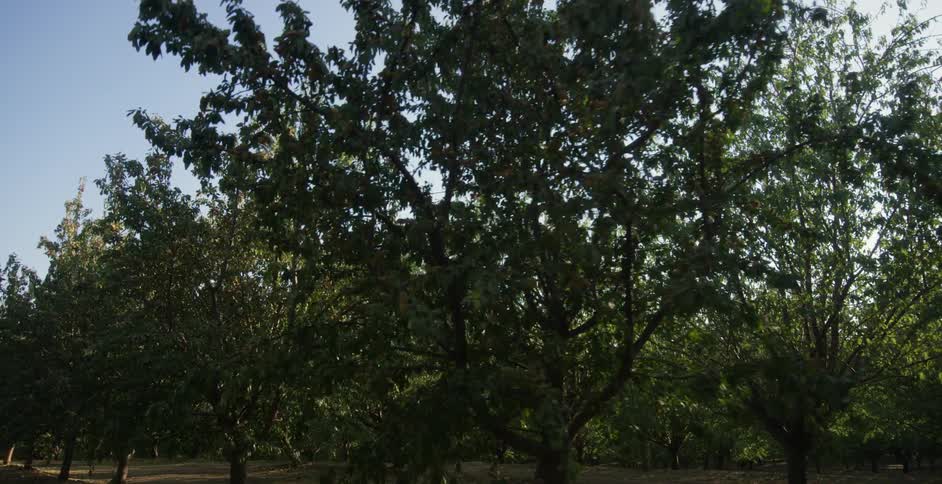 A view of a lot of trees in a forest outdoors