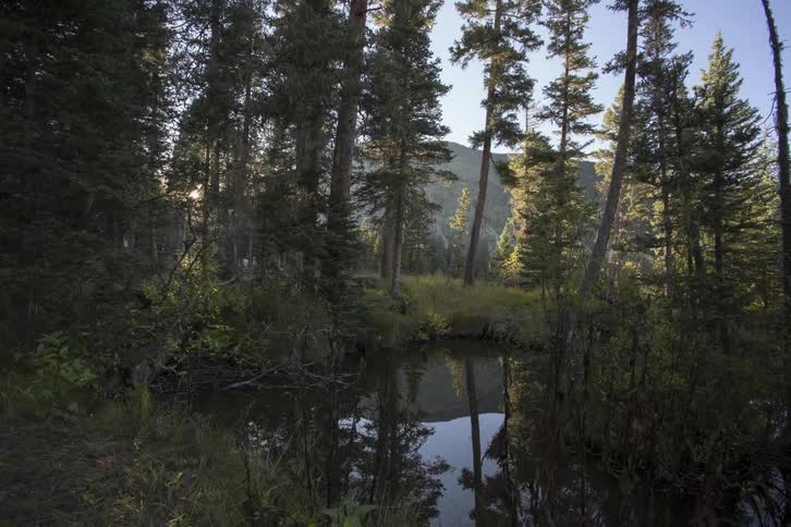 The sun rises over a forest near a pond