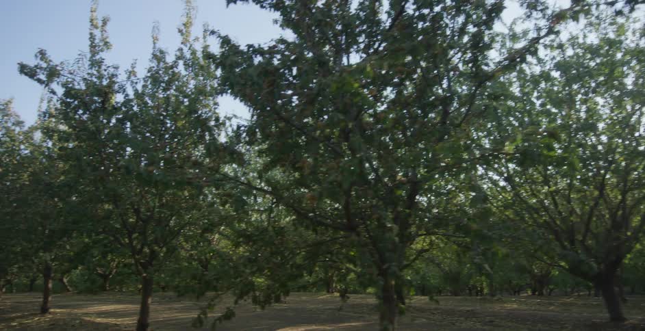 Dirt road passes between fields of trees planted in rows