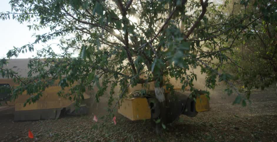 Heavy machinery shaking a fruit tree in an orchard