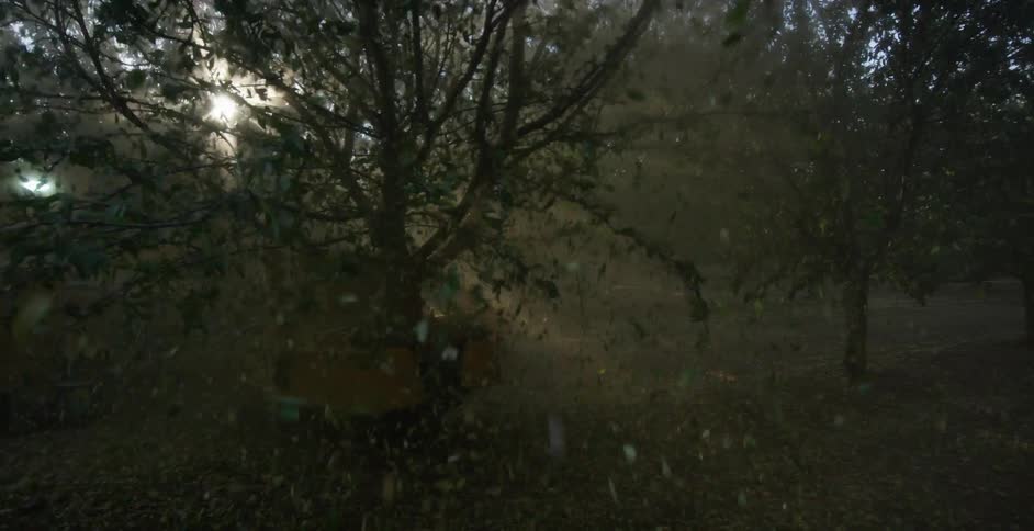 A machine is shaking the trees