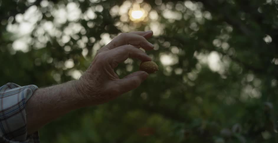 A person is holding a pecan