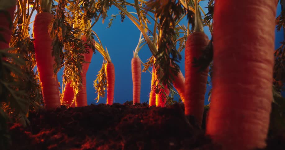 Carrots poking out of garden soil