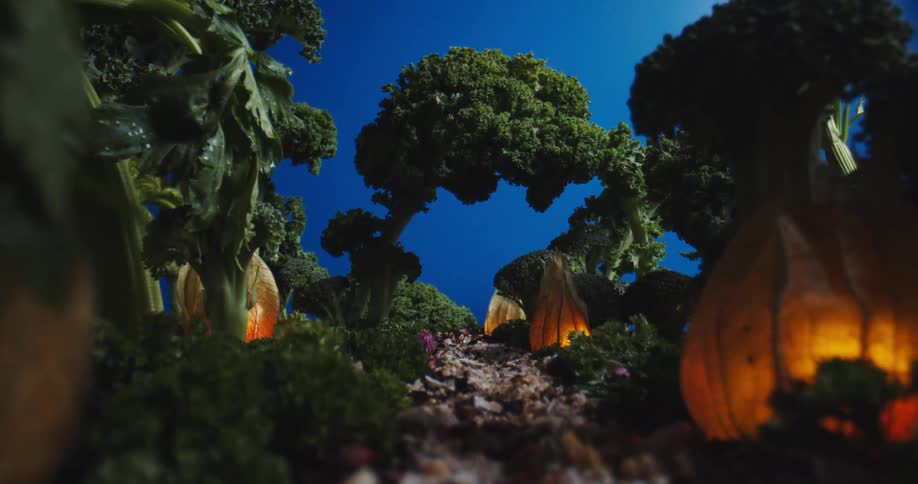 A close up of the forest floor