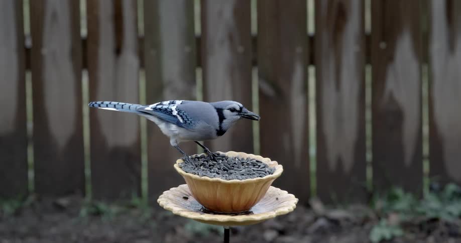 A jay bird takes seeds from a bird feeder and flies off