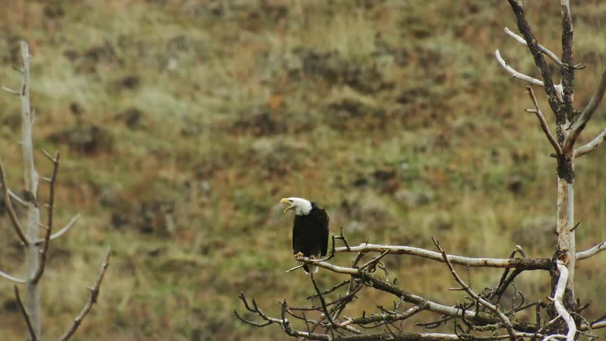 A bald eagle perched on a branch chirping into the wild