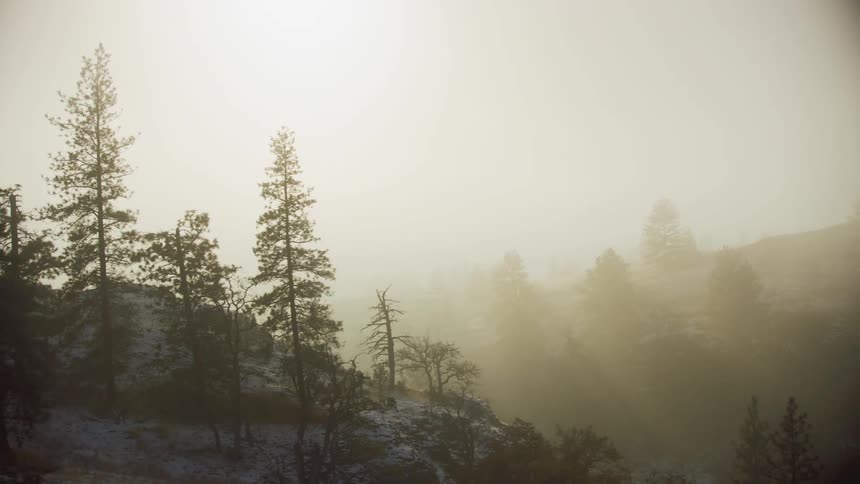 Tall ponderosa pine trees reach high into morning fog with a brilliant golden sun rising illuminating the valley in a wonderful golden glow with snow on the ground