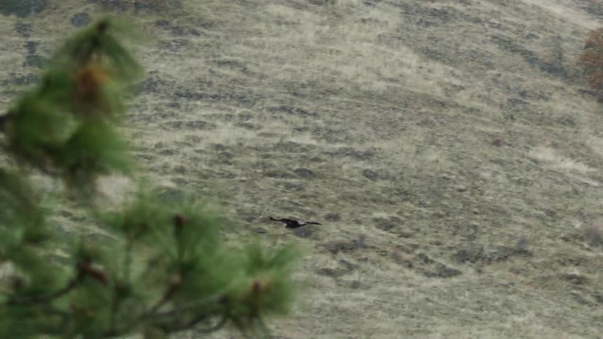 A golden eagle flaps its wings and glides as it flies near trees over the rough terrain