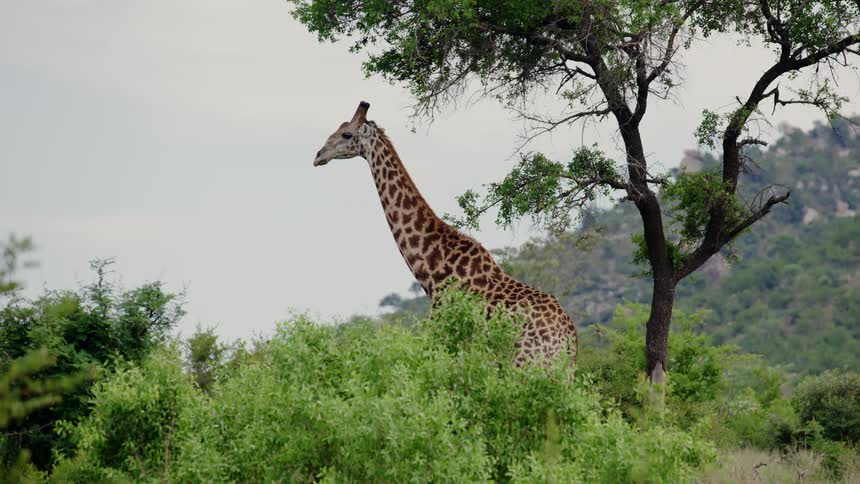 A giraffe looks out into the distance while standing amongst vegetation in the wilderness