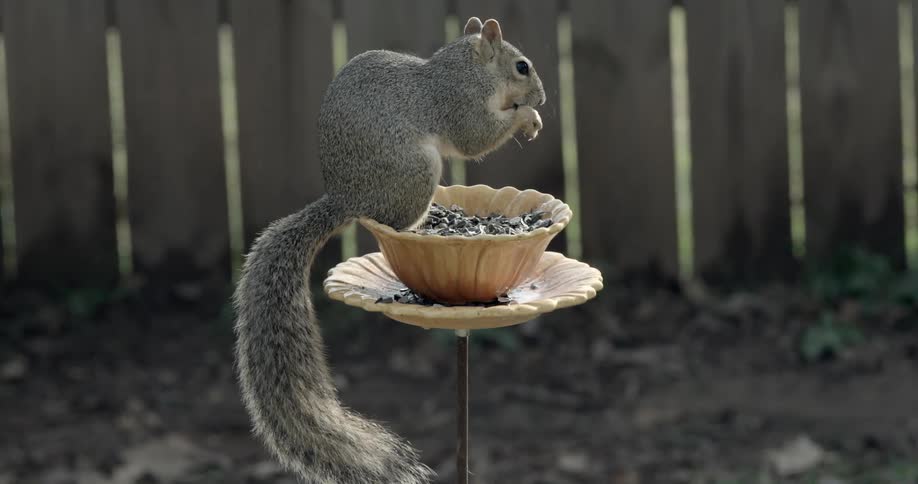 A squirrel is sitting on a feeding bowl eating