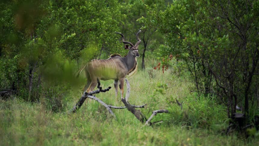 A Kudu standing majestically in a picturesque opening between trees and various grasses as seen while on safari deep in the South African backcountry
