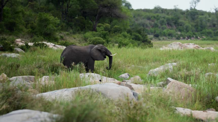 An elephant is drinking water as it lifts creek water with its trunks and splashes it into its mouth as seen while on safari deep in the bush of South Africa zulu region