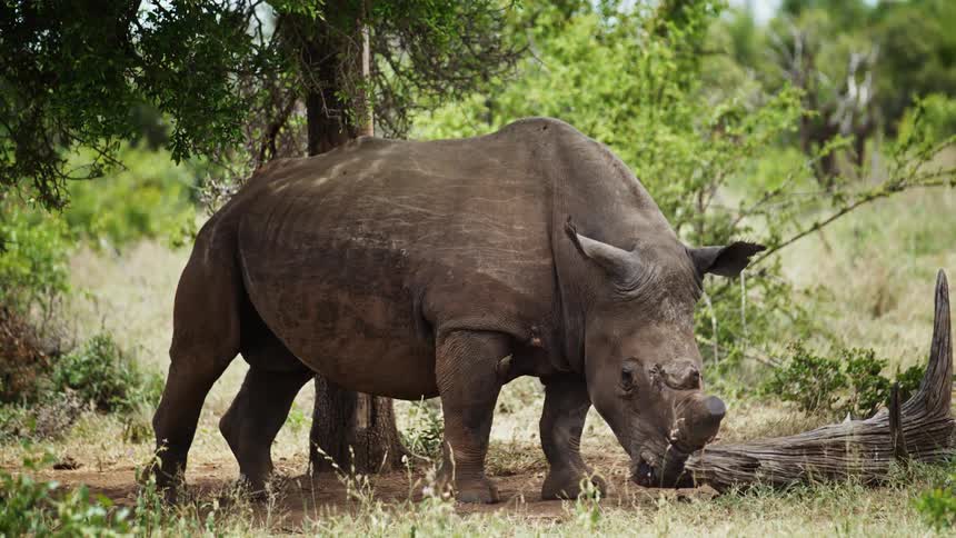 A rhino with its horn removed in an anti-poaching effort is seen in the wild in South Africa