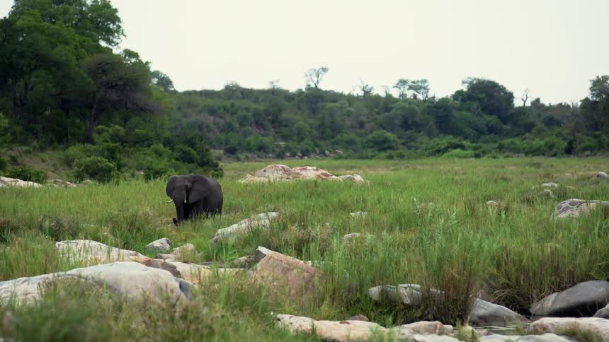 An elephant walking through grassy lands among rocks in a river valley as it drinks water from the creek bed with its trunk in South Africa while on safari