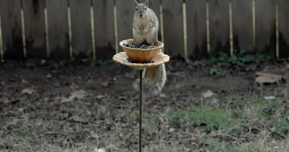 A squirrel eats seeds from a bird feeder