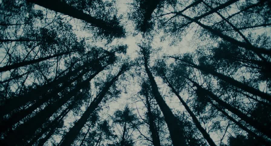 tall trees in a forest