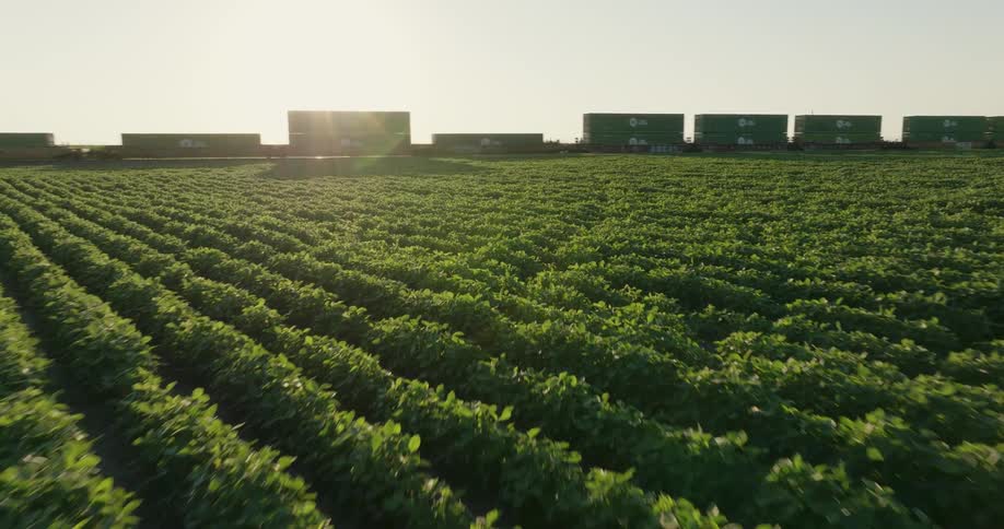 Low traverse over rows of green crops as a backlit container train travels through frame
