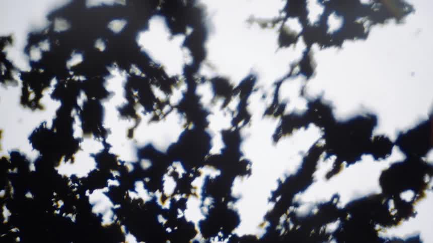 Black branches move as they spread across the white surface
