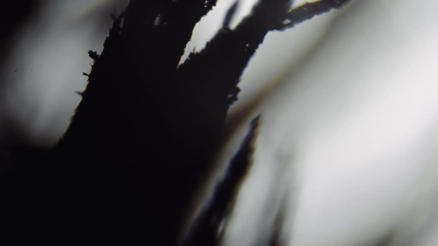 Long dark textured objects bend and move over a white surface
