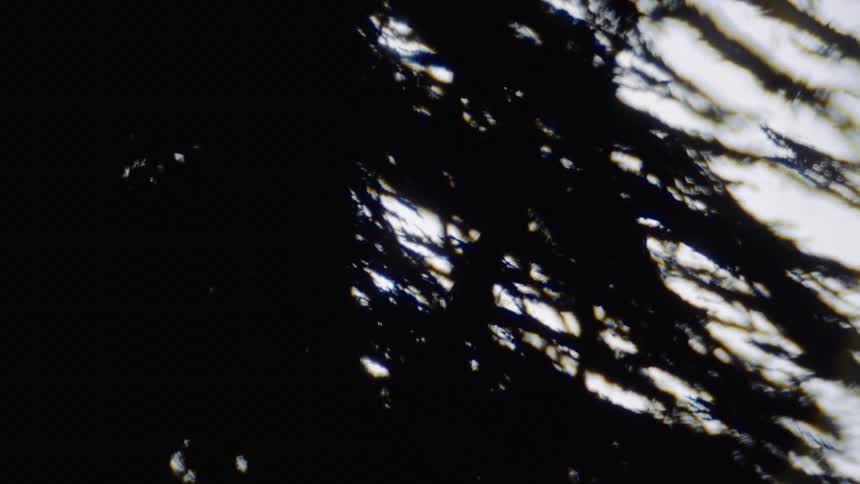 A silhouette of a tree against a white background