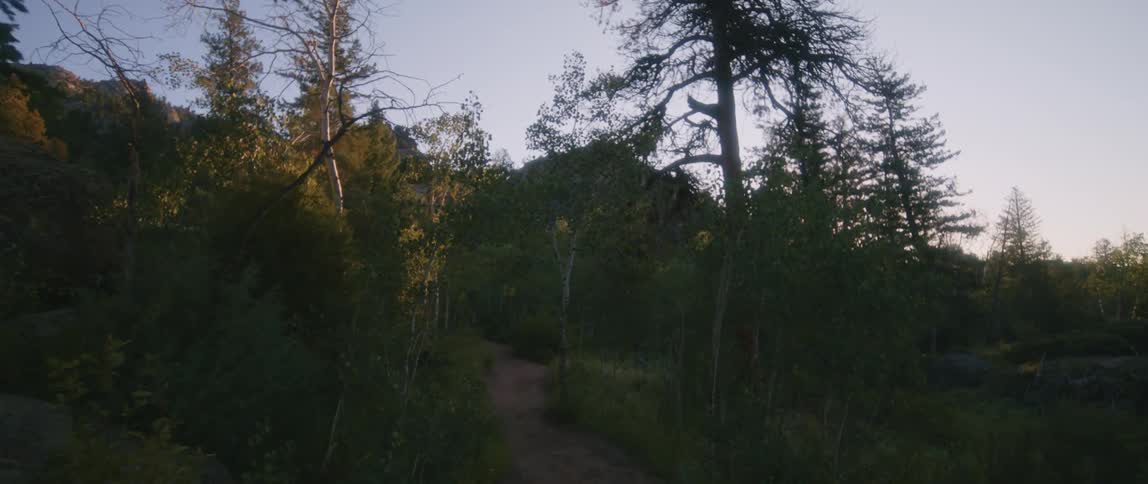 A trail winds through a forest on a mountain