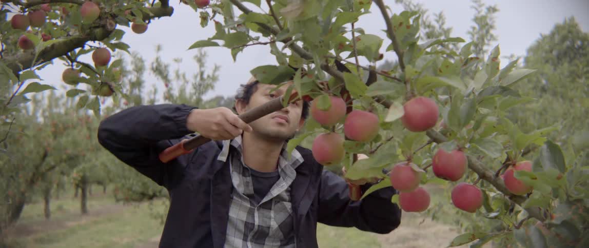 A male farmer carefully examines branches and ripe fruit in a lush apple orchard.
