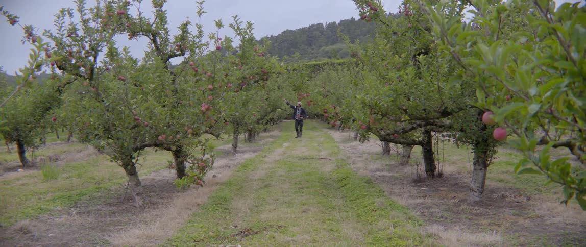 A man walks down a grassy path between rows of ripe apple trees outdoors.