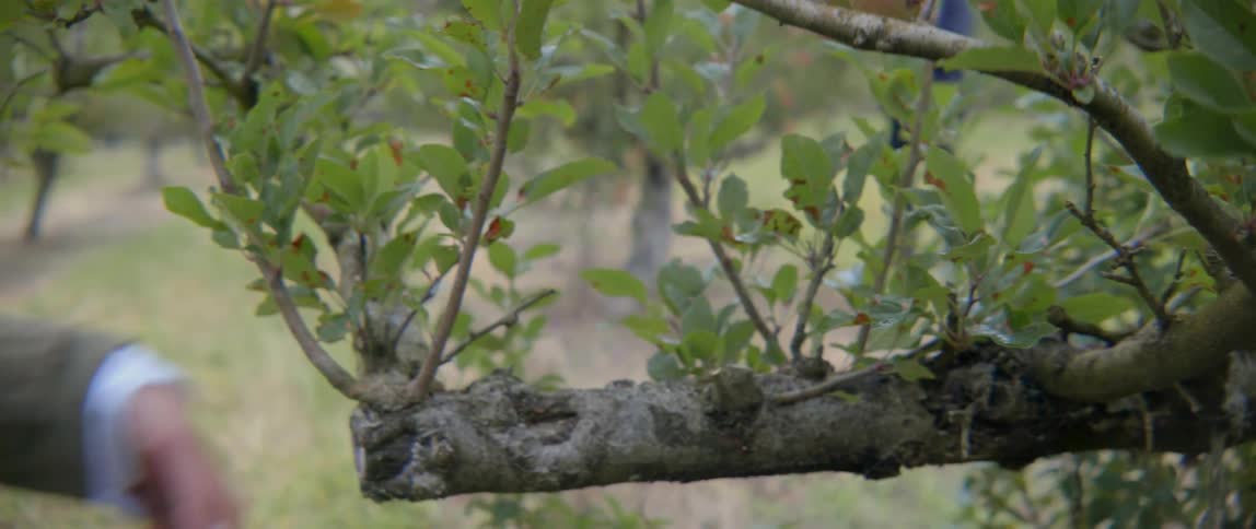 A man uses professional gardening tools to snip small branches from an apple tree.
