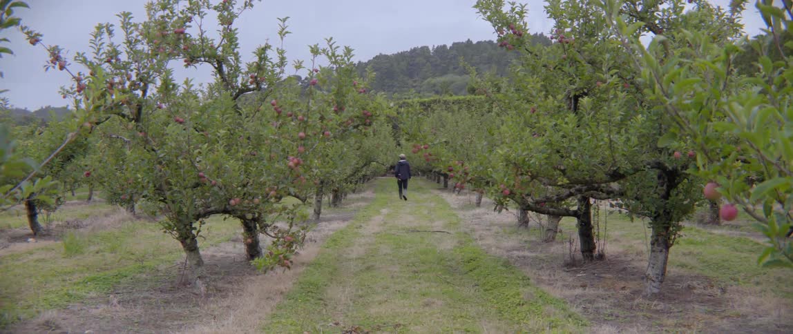 A man walks away through a vast orchard of apple trees under overcast skies.