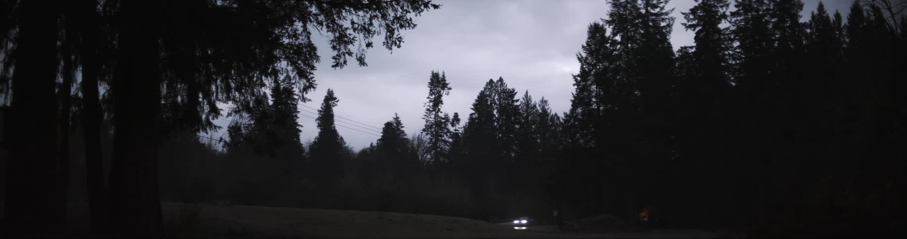 A silhouette of a tree line of pines and other tall trees as headlights from a car pass by