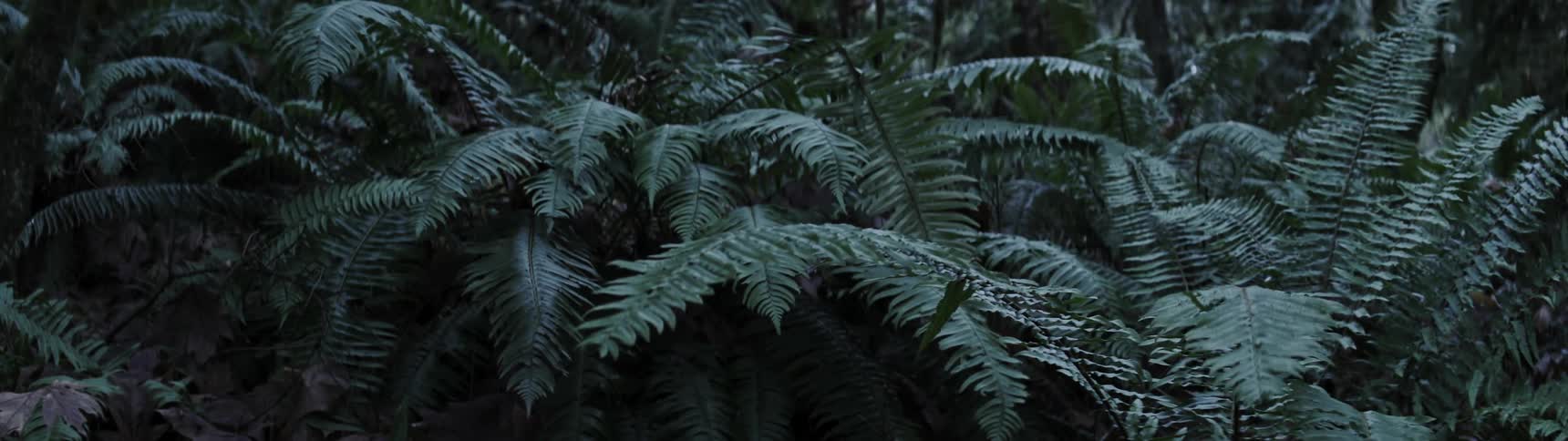 Large wild fern fronds waving gently in the wind outdoors at daytime