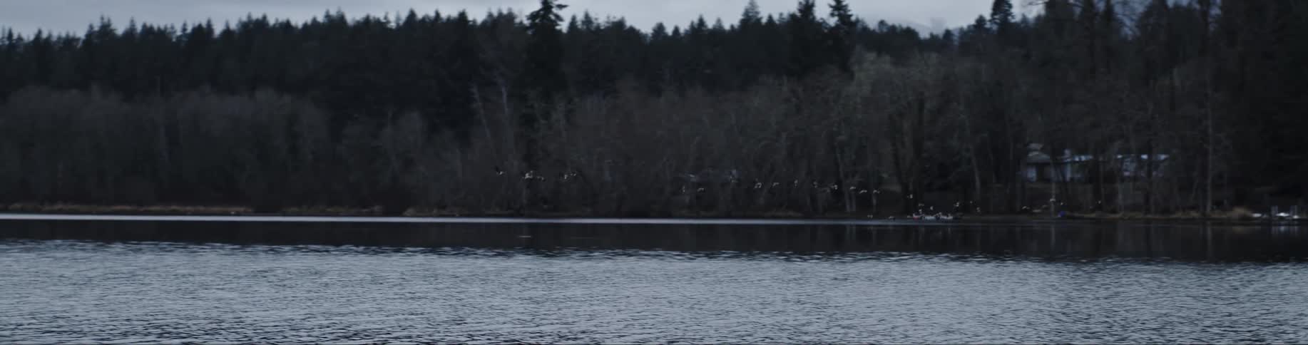 Birds flying across a lake surrounded by pine trees and cottages