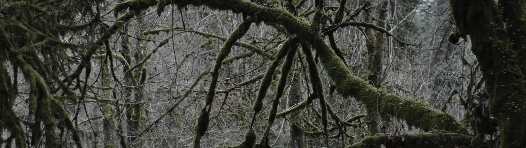 A bare forest with moss covered trees