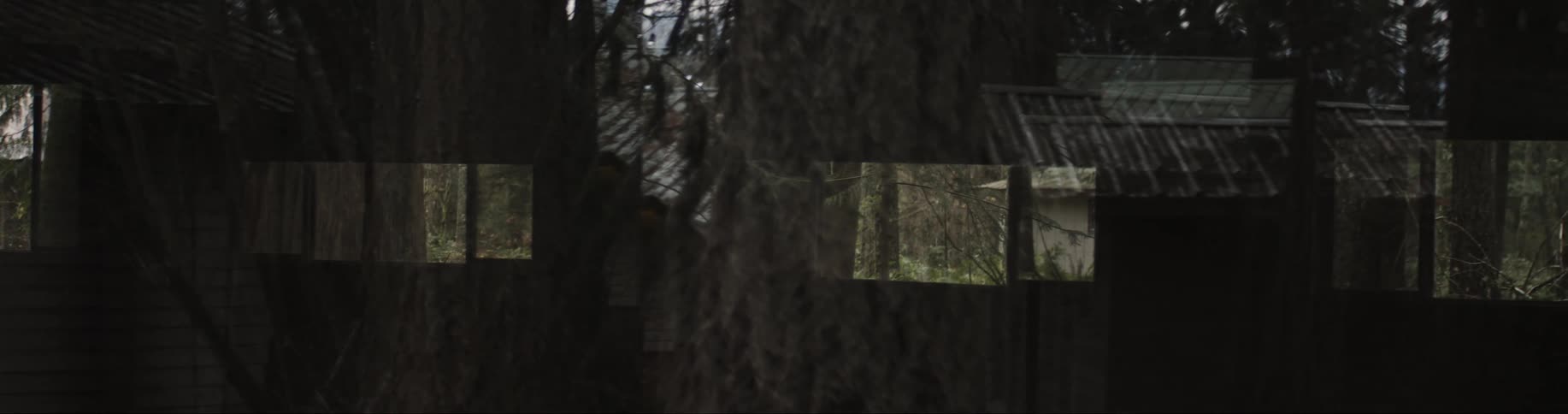 Large trees sit outside the windows of a home