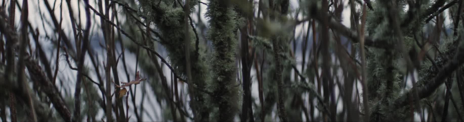 A bramble of bushes entangled together