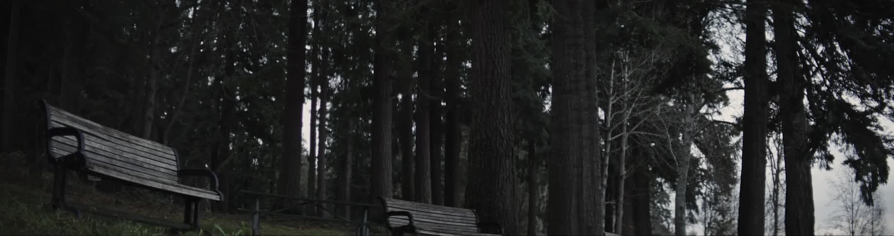 A dark forest of tall pines with wooden benches
