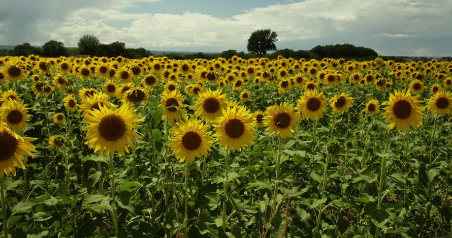 A field of sunflowers slightly swaying in the breeze