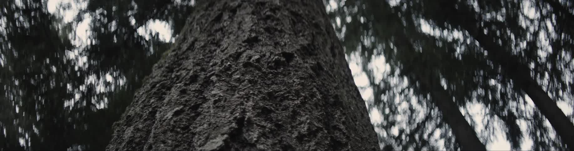 Close up view of the rough texture of bark on a tall tree in the forest