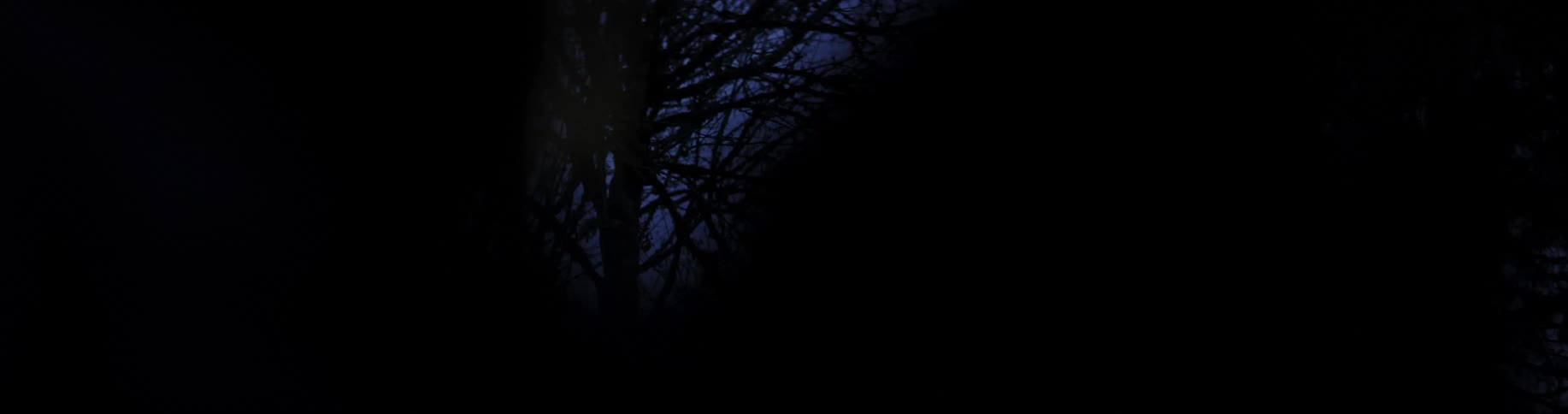 A silhouette of trees and spot lights shining down