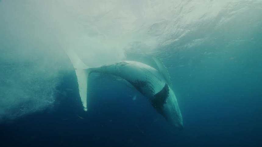 A whale underwater flipping around
