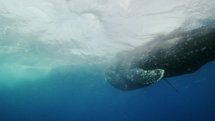 A whale swims around happily underwater